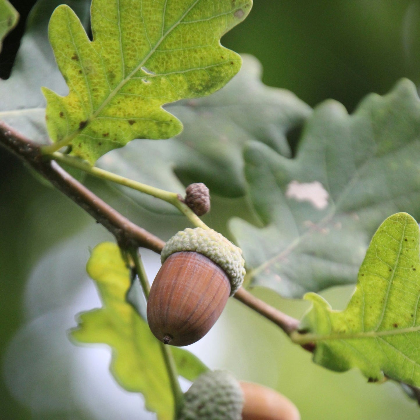 eikenblad met eikel
